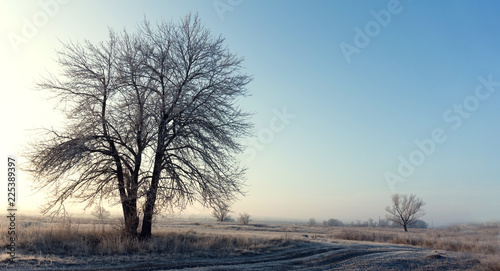 winter landscape of the first frost, frost on the trees, the branches in the morning sun