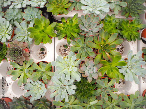 Different small piurple and green echeveria succulents ( crassulaceae) aligned next to each other in a white loading tray