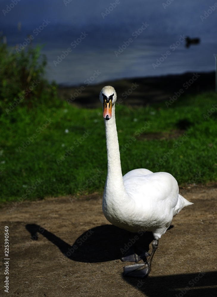 Fototapeta premium Swan is watching you