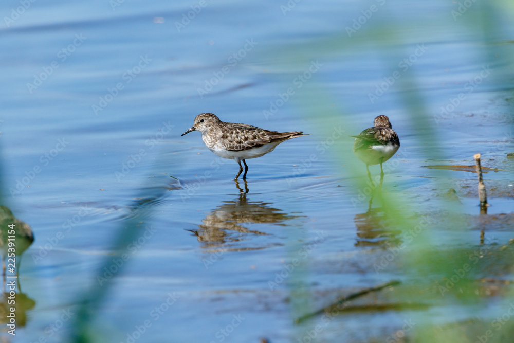 Fototapeta premium Temminck’s Stint (Calidris temminckii).