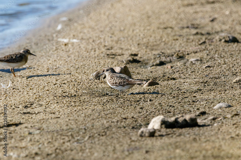 Temminck’s Stint (Calidris temminckii).