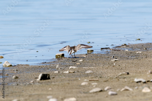 Temminck’s Stint (Calidris temminckii).