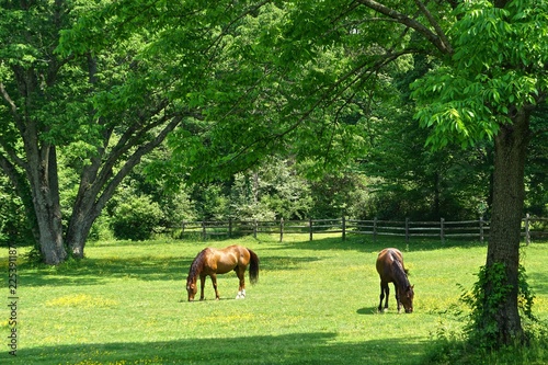 Westchester, New York, USA: A pair of chestnut horse grazing in the grassy field of a small farm on a bright sunny summer day.
