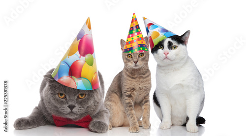 Fototapeta Naklejka Na Ścianę i Meble -  three adorable cats on a birthday party