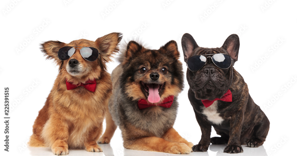 three elegant dogs of different breeds wearing red bowties