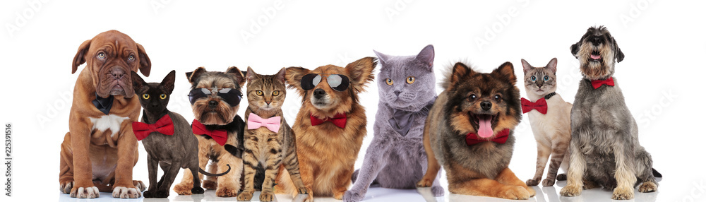 cute pets of different breeds with bowties and sunglasses