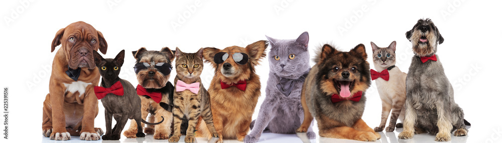 Obraz premium cute pets of different breeds with bowties and sunglasses