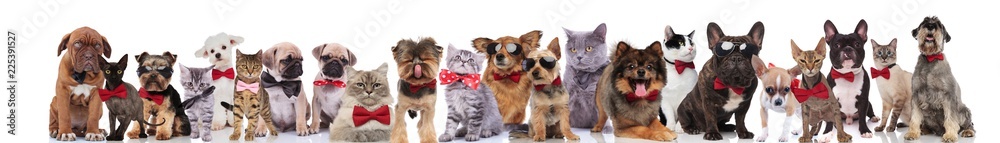 large team of cats and dogs with bowties and sunglasses