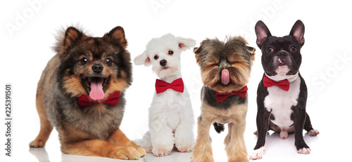 Fototapeta Naklejka Na Ścianę i Meble -  four elegant dogs of different breeds wearing red bowties