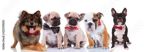 five lovely dogs wearing elegant bowties