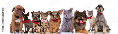 Fototapeta Naklejka Na Ścianę i Meble -  cute pets of different breeds with bowties and sunglasses