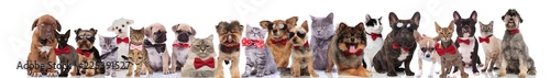 Fototapeta Naklejka Na Ścianę i Meble -  large team of cats and dogs with bowties and sunglasses