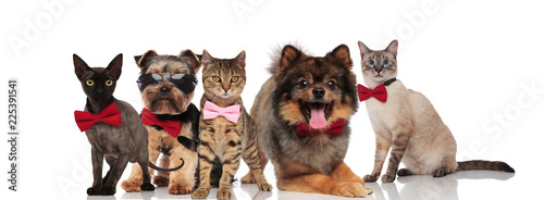 five elegant pets with bowties on white background