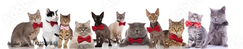large group of cute cats wearing colorful bowties