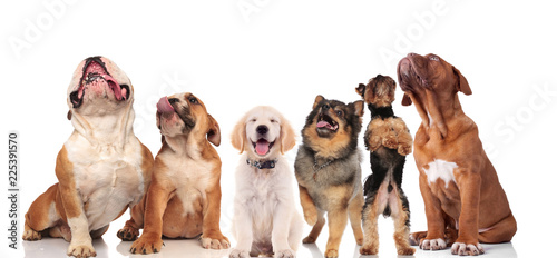 Fototapeta Naklejka Na Ścianę i Meble -  six panting dogs looking up while standing and sitting