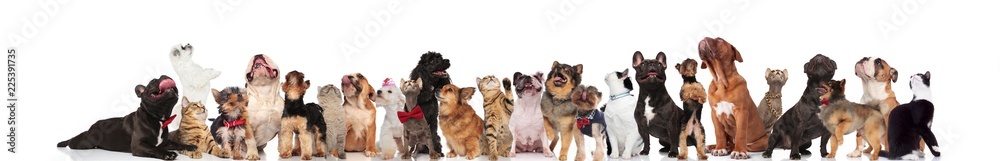 large team of cute cats and dogs looking up large team of cute cats and dogs looking up