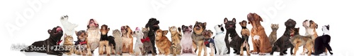 large team of cute cats and dogs looking up