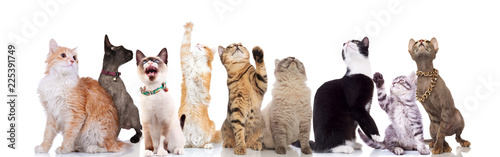lovely large group of cats looking up to side
