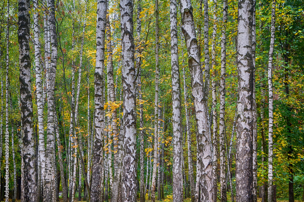 Fragment of the trunks of Birch Grove in autumn. Nature
