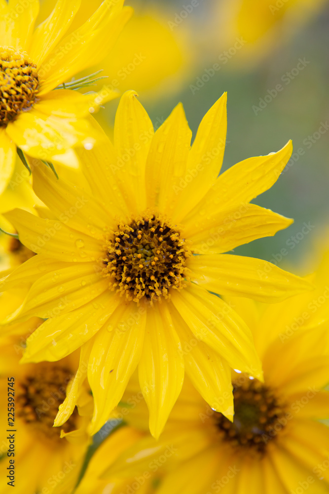 Maximilian Sunflowers (Helianthus maximiliani) after a rain storm