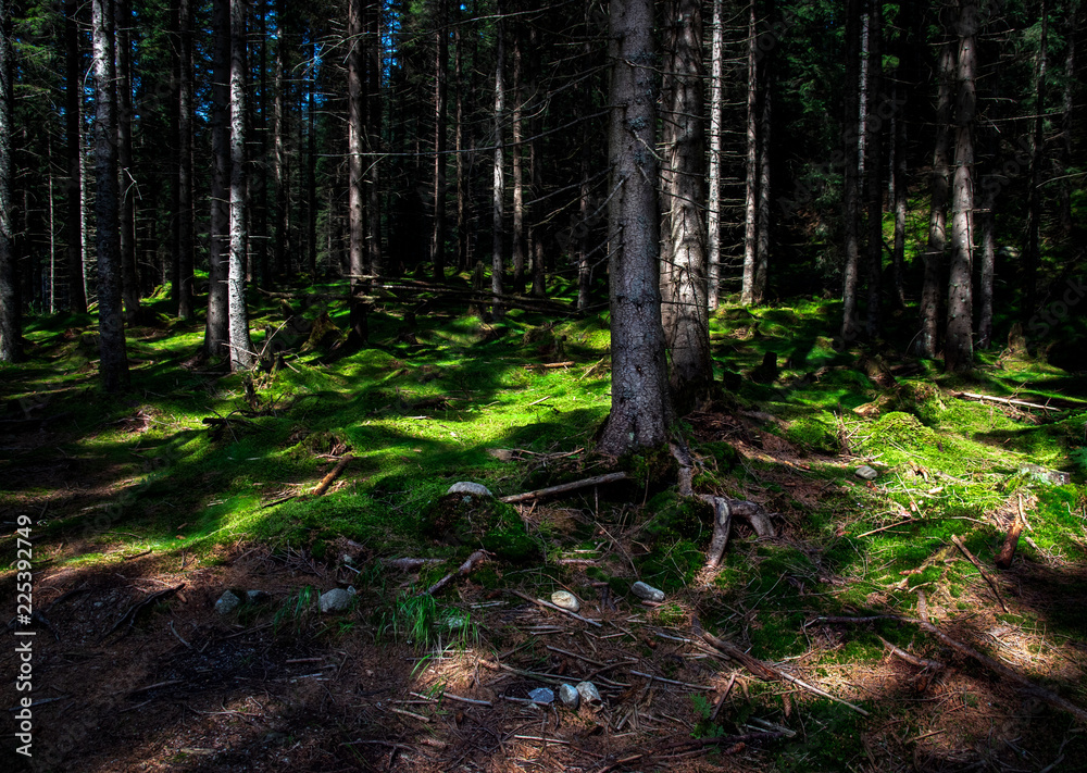 forest with green moss illuminated by the sun forest with green moss illuminated by the sun