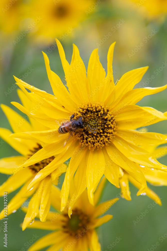Been on a yellow sunflower during a light rain Been on a yellow sunflower during a light rain