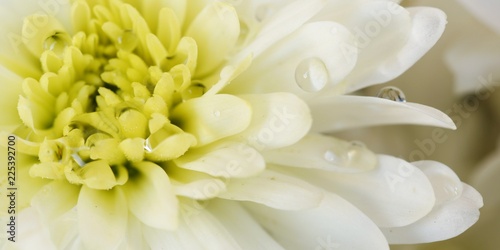 White flower with waterdrops 