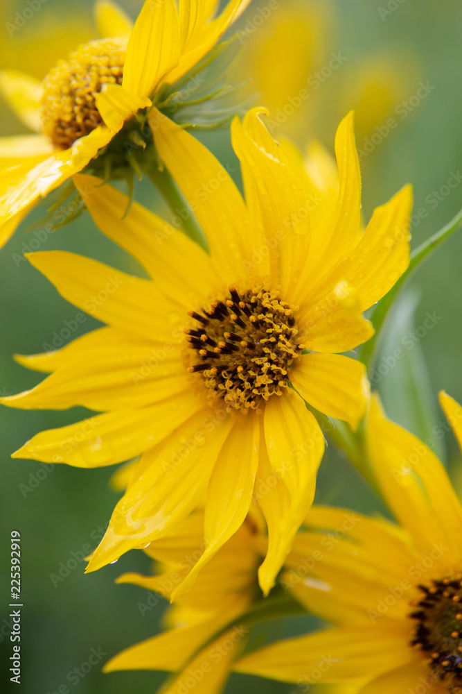 Maximilian Sunflowers (Helianthus maximiliani) after a rain storm Maximilian Sunflowers (Helianthus maximiliani) after a rain storm