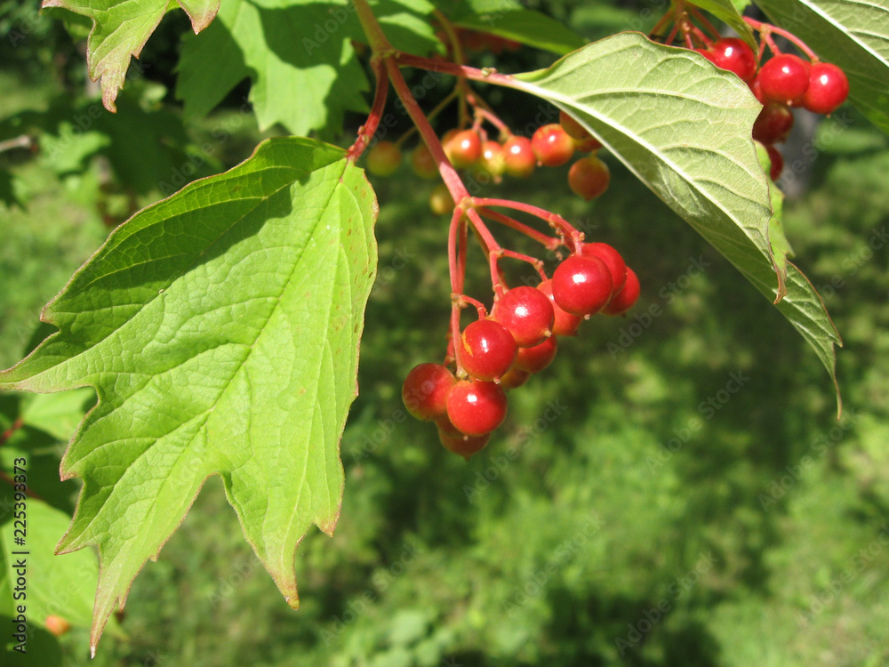 Bunch of viburnum under green leaves. Red viburnum is one of the symbols of Ukraine. Gardening of Ukraine Bunch of viburnum under green leaves. Red viburnum is one of the symbols of Ukraine. Gardening of Ukraine