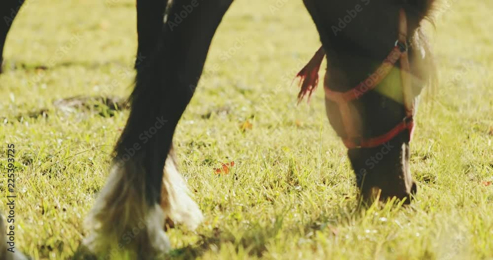 Red Horses Grazing in an Autumn Field, Close Up. SLOW MOTION. Cinematic shot of horses in colourful hilly fall countryside. Red Horses Grazing in an Autumn Field, Close Up. SLOW MOTION. Cinematic shot of horses in colourful hilly fall countryside.