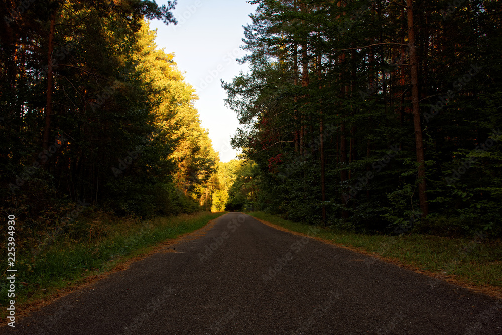 desert road in the forest