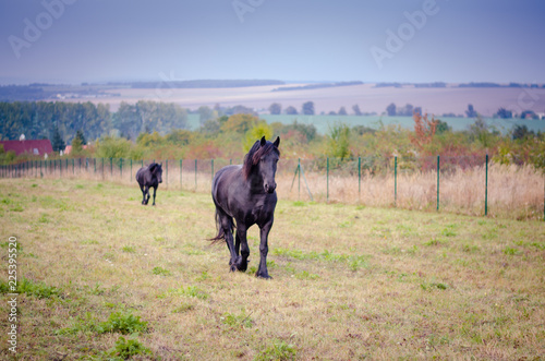 black horse in the meadow © katarinagondova