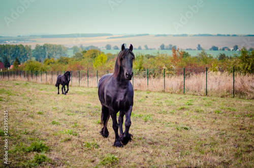 black horse in the meadow © katarinagondova