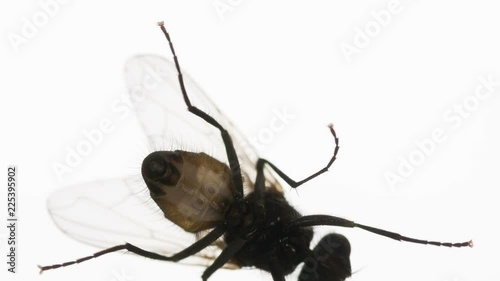 Housefly Crawls on Glass. An annoying fly runs along the edge of the screen on a bright white background. Filmed at a speed of 240fps photo