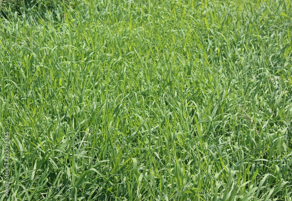 풀 풀