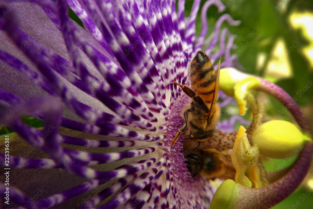 Fototapeta premium bee on a passion flower
