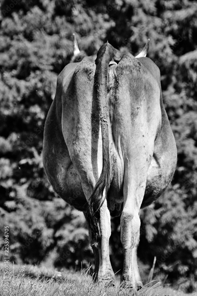 bottom of a cow bottom of a cow