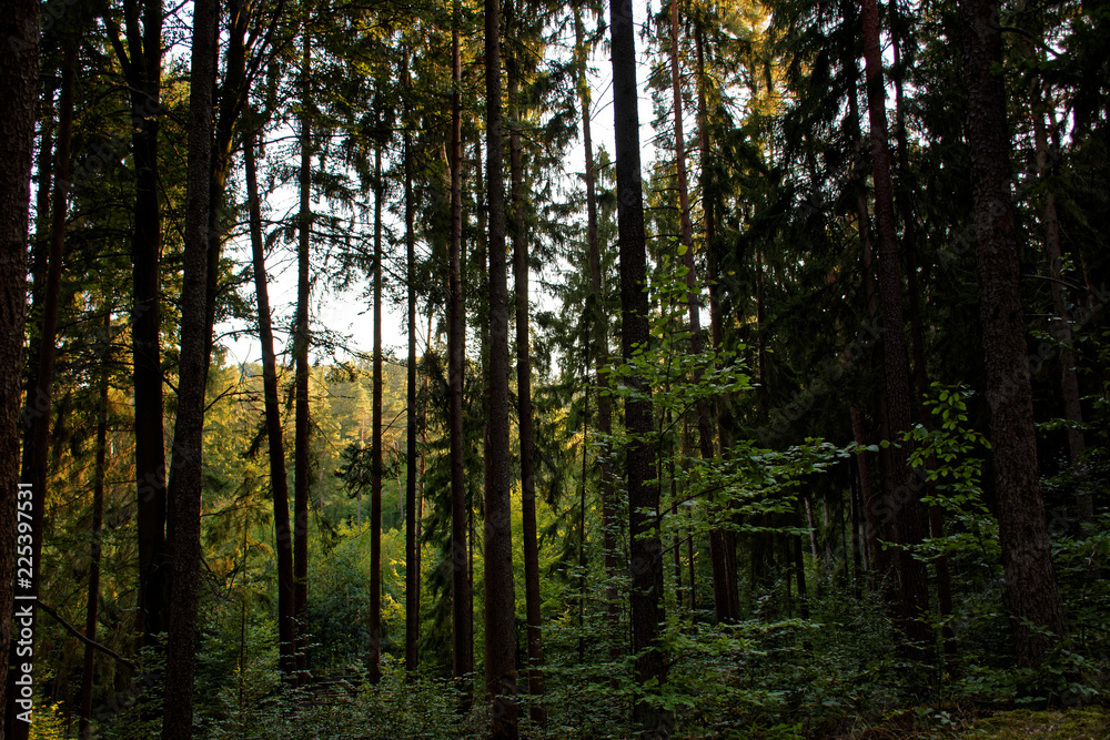 Obraz premium beautiful evening forest