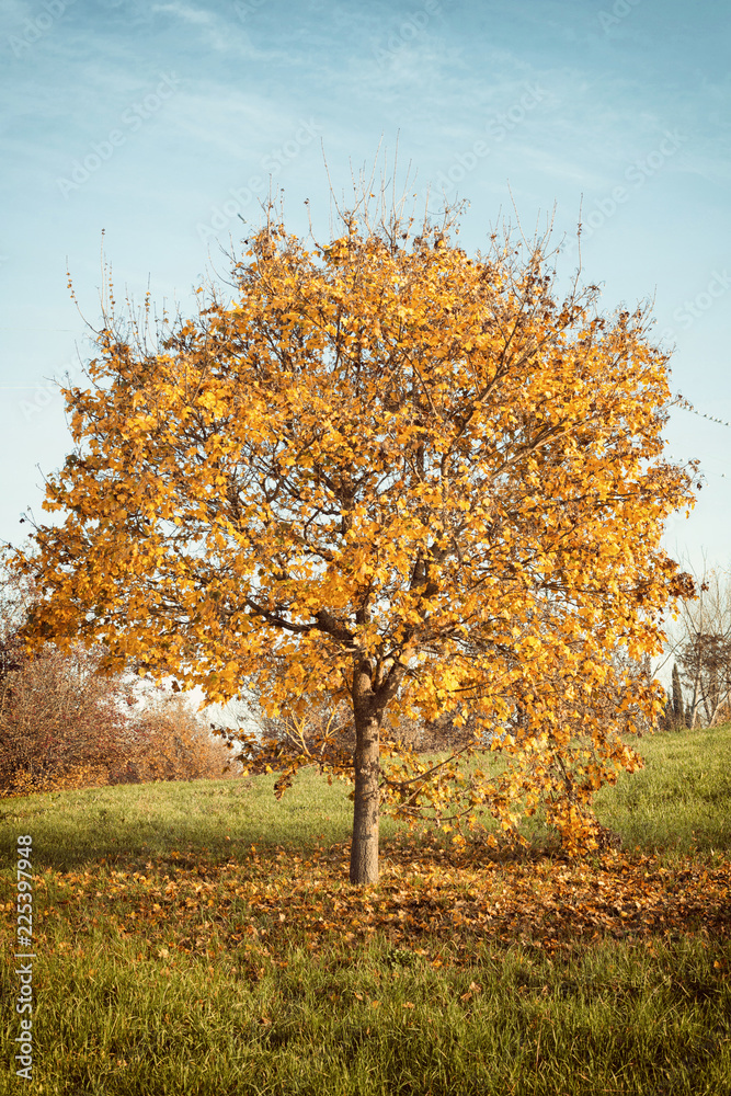 Autumn landscape with orange autumn oak tree Autumn landscape with orange autumn oak tree