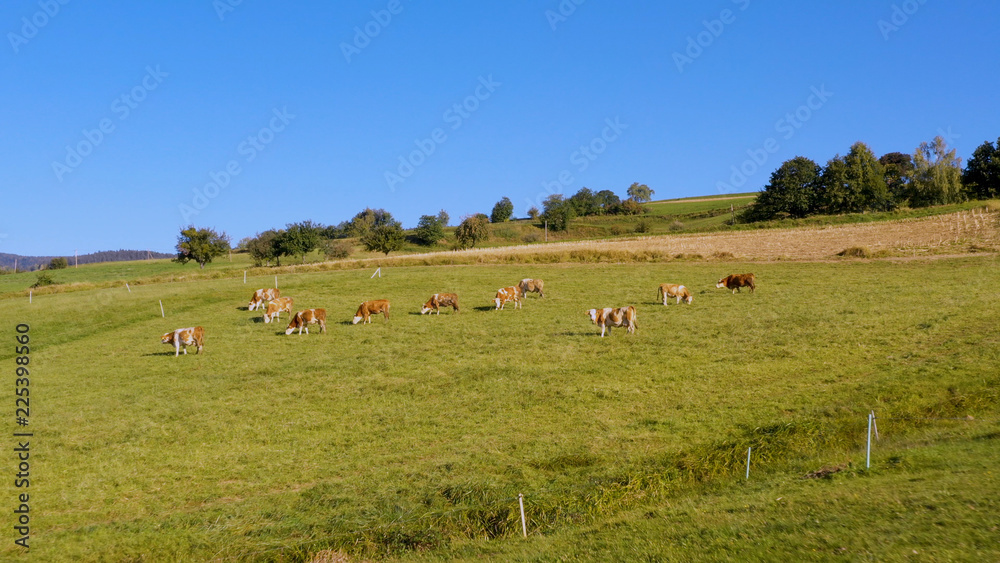 Catlle herd grazing on mountain pasture, aerial footage