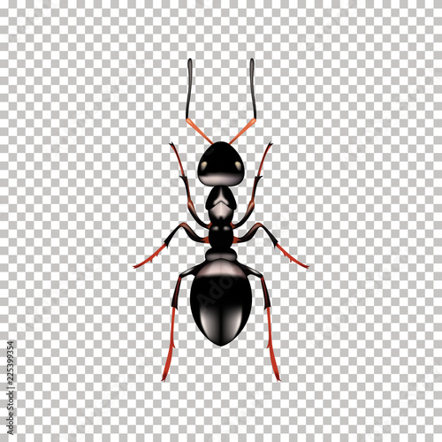 Realistic Ant top view isolated on   Transparent background. Vector illustration of realistic   Ant. Can Be Used As Insect Symbols. © khagani_m