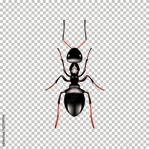 Realistic Ant top view isolated on 
Transparent background. Vector illustration of realistic 
Ant. Can Be Used As Insect Symbols.