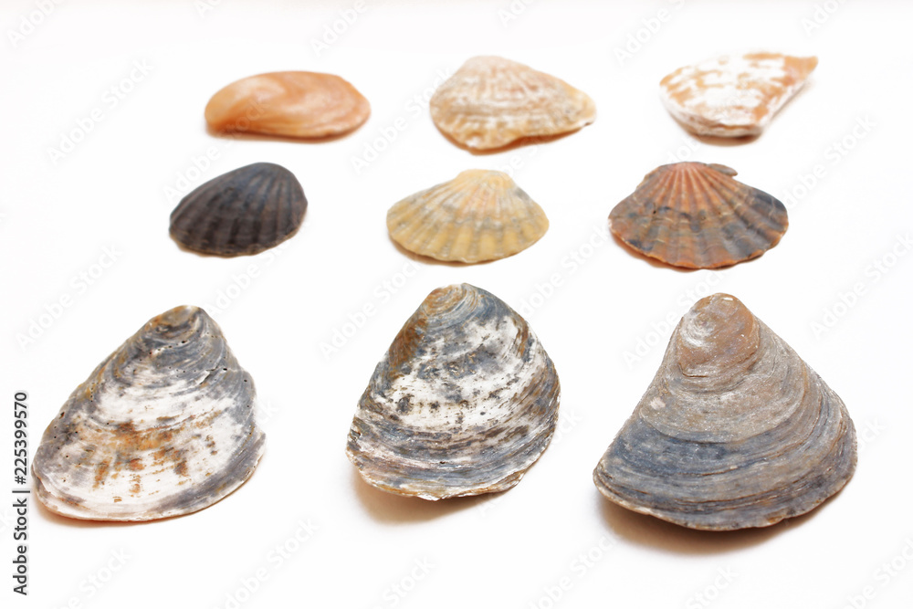 Collection of seashells Collection of seashells