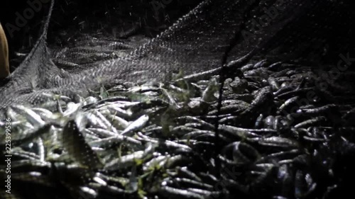 Freshly caught fish in fisherman net at night photo