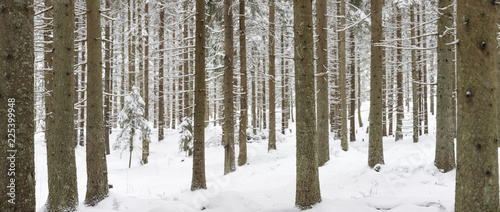 Panorama of snowy winter forest landscape © RistoH