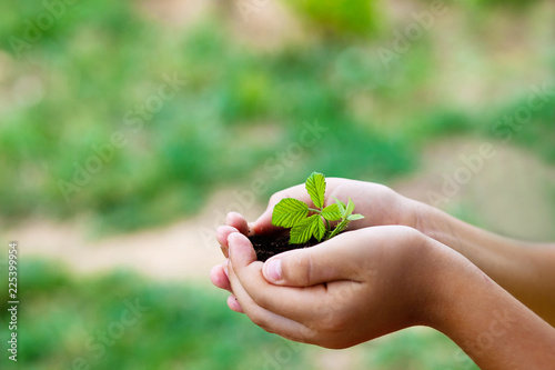 plant in hands - grass background