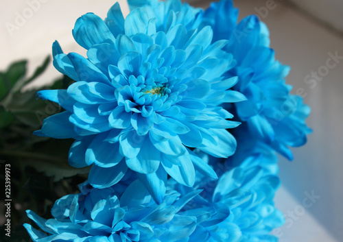 Beautiful blue flower