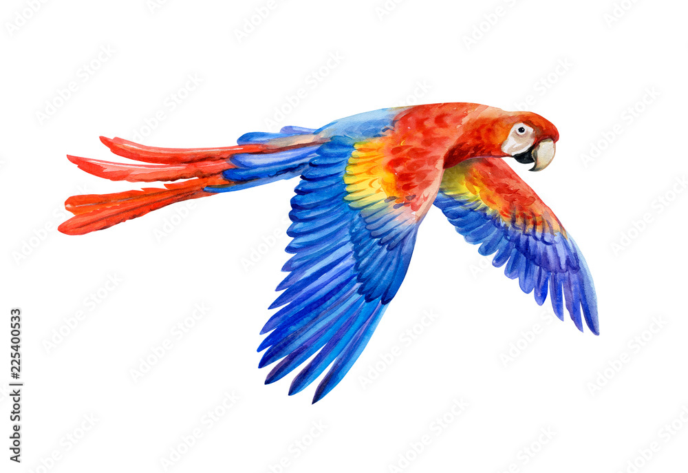 Scarlet macaw, Ara macao, South American parrot in flight isolated on white  background. Realistic watercolor. Illustrated. Template. Clip art. Stock  Illustration | Adobe Stock