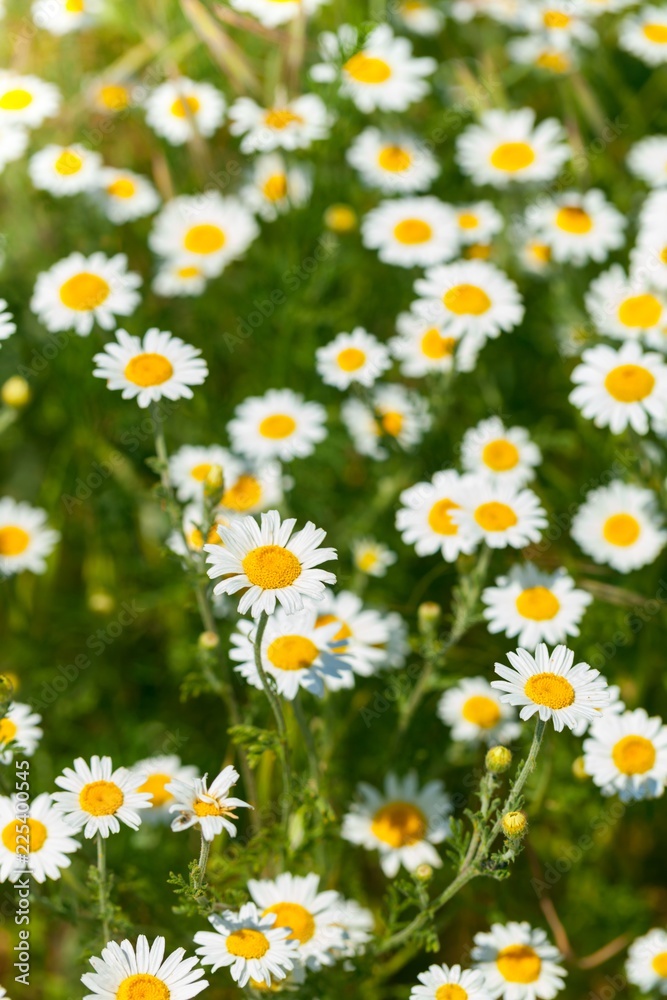 Naturally growing chamomile or daisy flowers