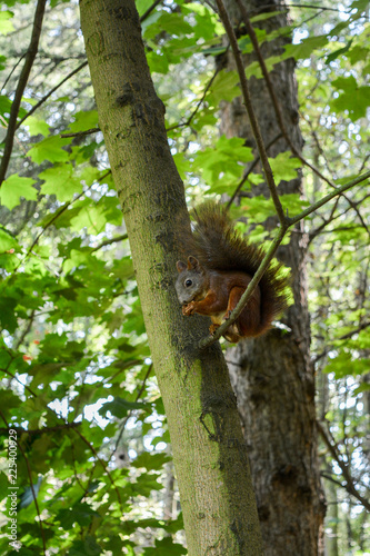 A squirrel on a branch eats a nut.